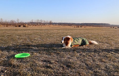 フリスビー犬のボーダーコリー