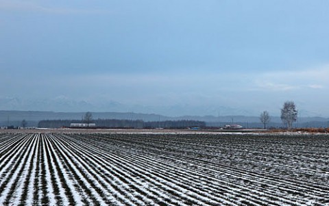 雪が欲しい小麦畑