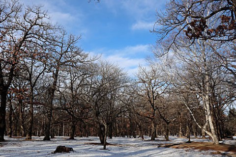 風の強い日は公園内を歩く