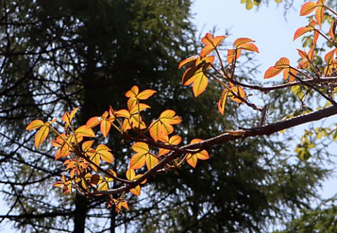 山の春紅葉