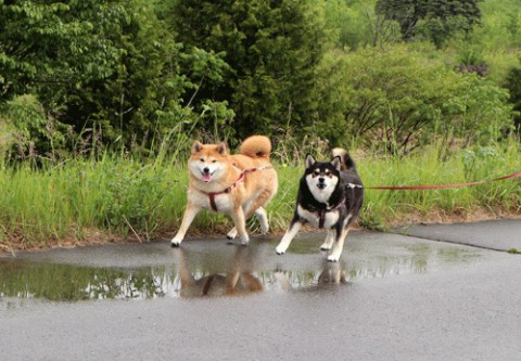 雨上がりのお散歩