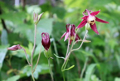 山野草5種と蝶