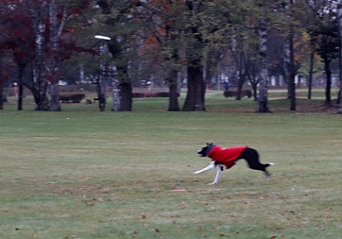 見事なフリスビー犬