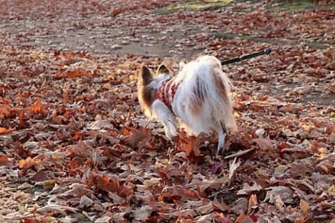 落ち葉の公園で散歩ワンちゃん