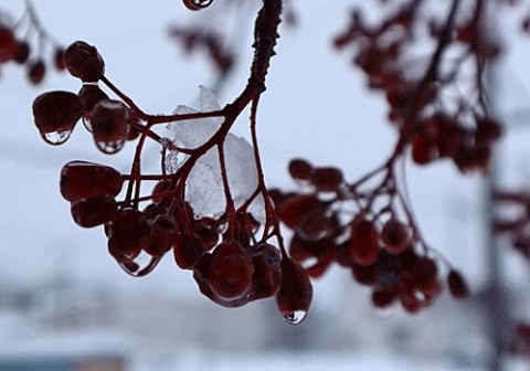 積雪37センチの湿った雪