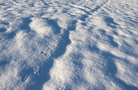 鹿も硬雪を歩いてい ます