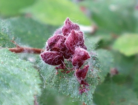 花のように見えたのは・・