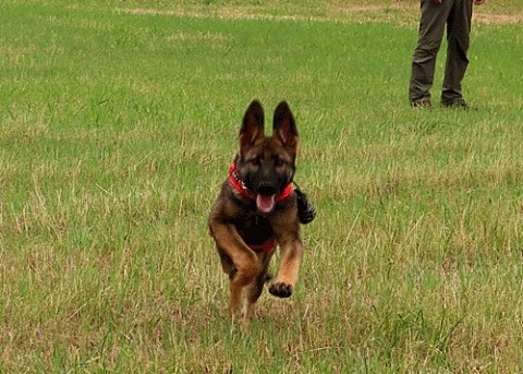 散歩は愛犬エルと一緒に・