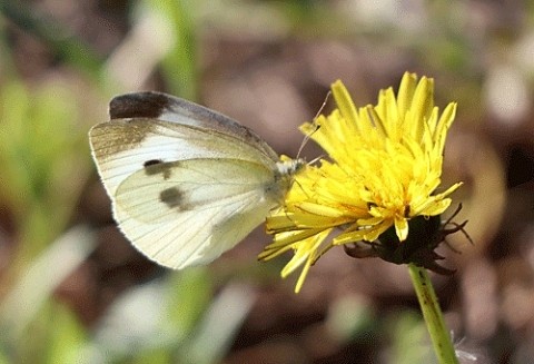 北海道の蝶エゾシロチョウ