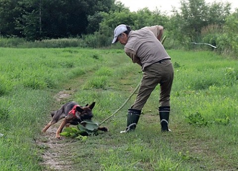 愛犬エルのイタドリ遊び