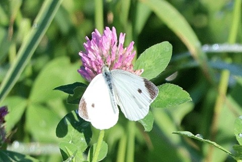 北海道だけに生息エゾシロチョウ