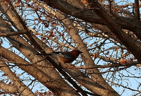 強風の公園散歩