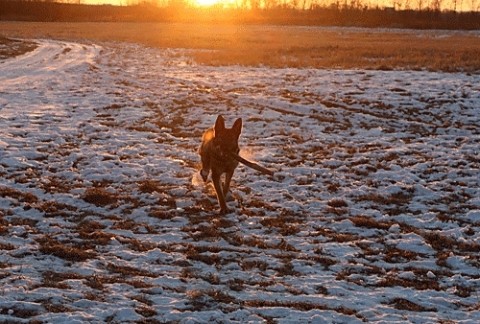 愛犬エルと朝の運動散歩