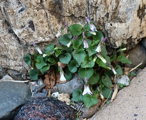 植えた覚えがないのに・