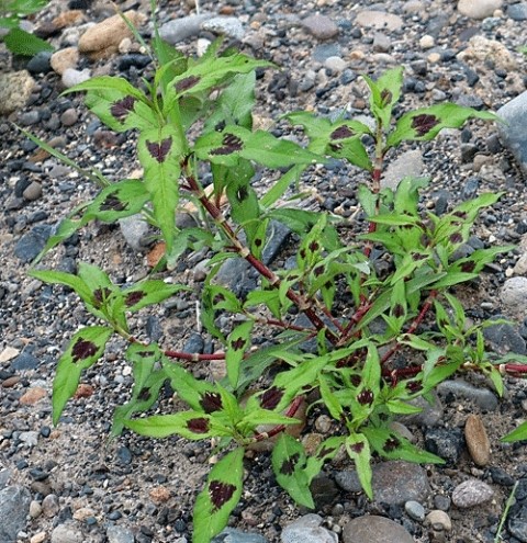 初めて見かけた植物