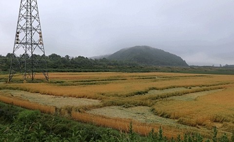 雨で倒れた小麦畑