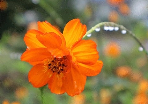 雨の日に咲いていた花