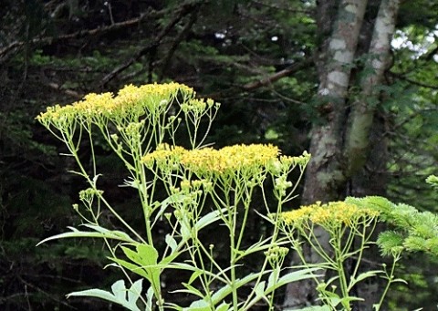 足寄町芽登の山野草