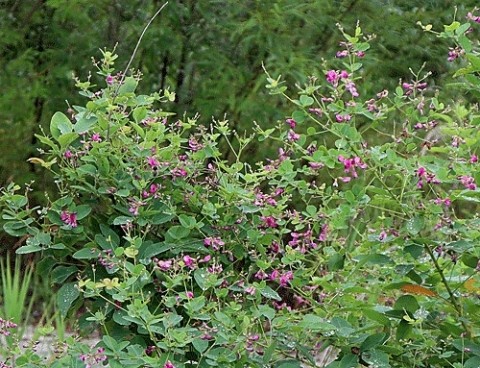 咲いてるのは秋の花