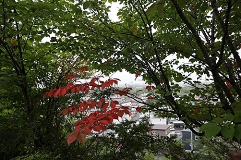 紅葉が始まったすずらん公園