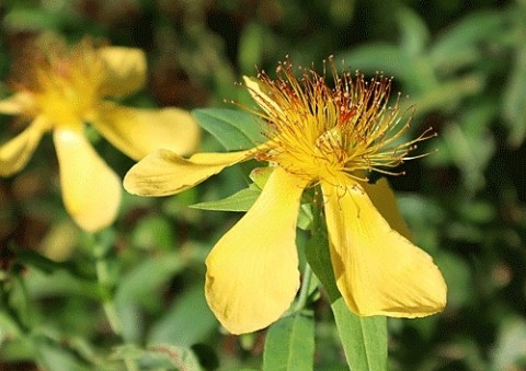 置戸の山撮影の山野草で