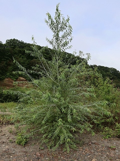 希少樹木のケショウヤナギ