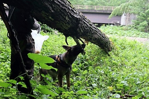 浦幌の山と川で遊ぶエル