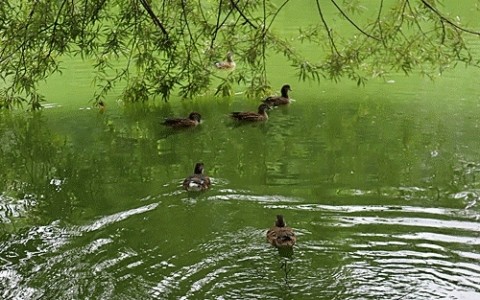 緑ヶ丘公園散歩