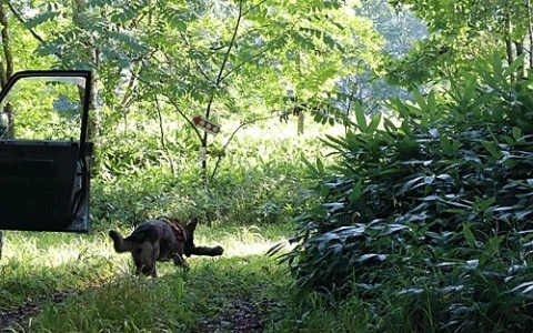 家族ドライブは涼しい山