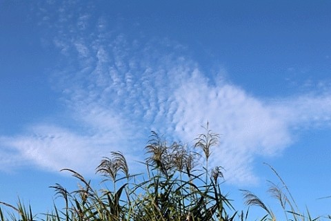 気温は高いけど空は秋