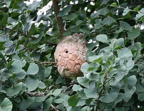 公園の木にスズメバチの巣