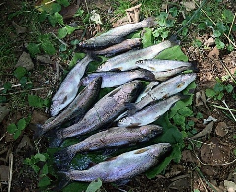 今季最後のニジマス釣り