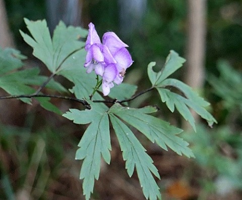 山野草の撮影も最後かも