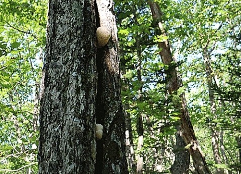 採取した茸はヤマブシタケ