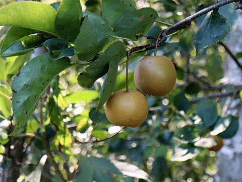 秋の実りは野生のナシ