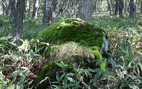 山の中の岩石