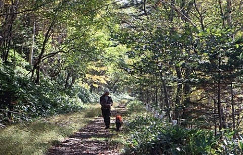 濃霧の林で茸採取