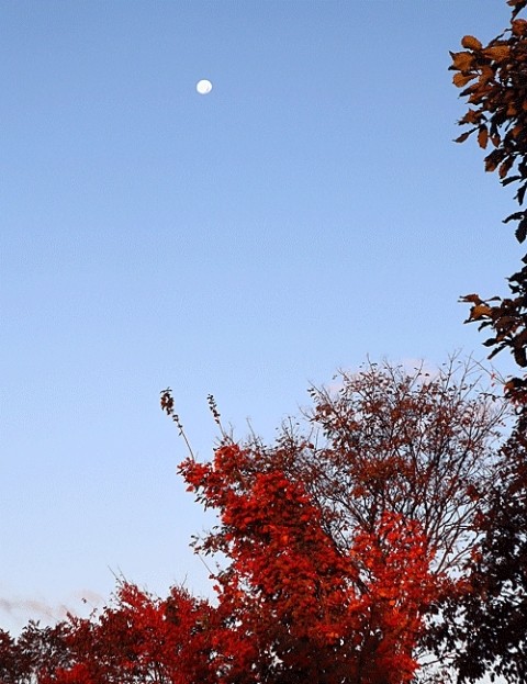 紅葉と朝の月