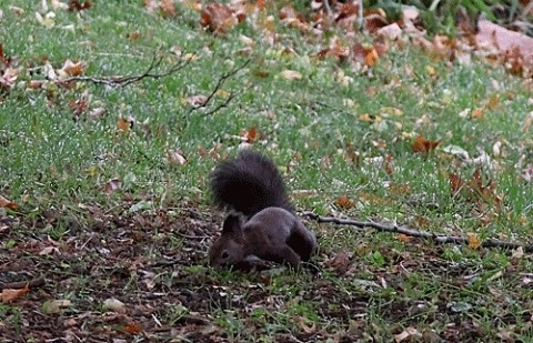 エゾリス狙いであずさ公園