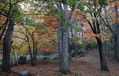 緑ヶ丘公園の紅葉