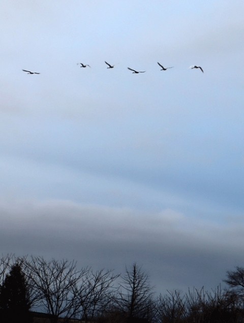 日の出時に見かける白鳥