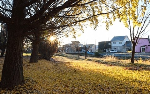 公園は黄色い絨毯