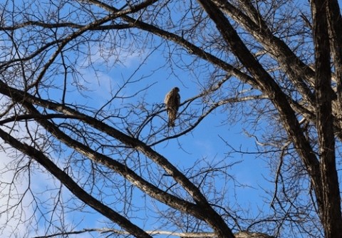 青空と野鳥