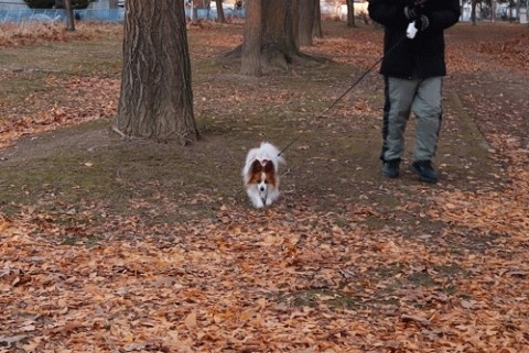 風の強い日はあずさ公園