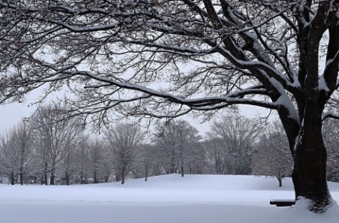 雪景色の公園