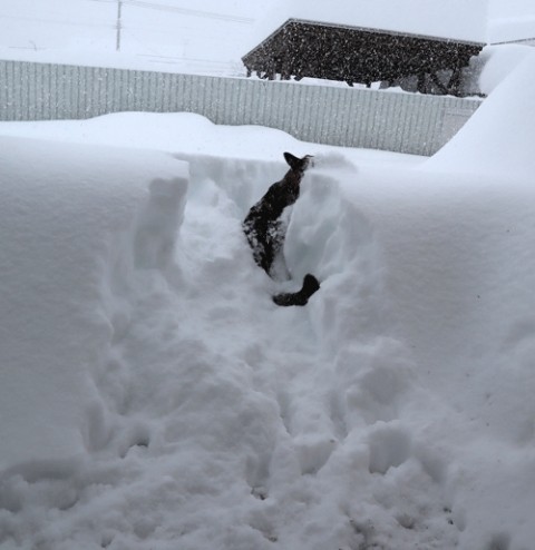 記録的な大雪の十勝