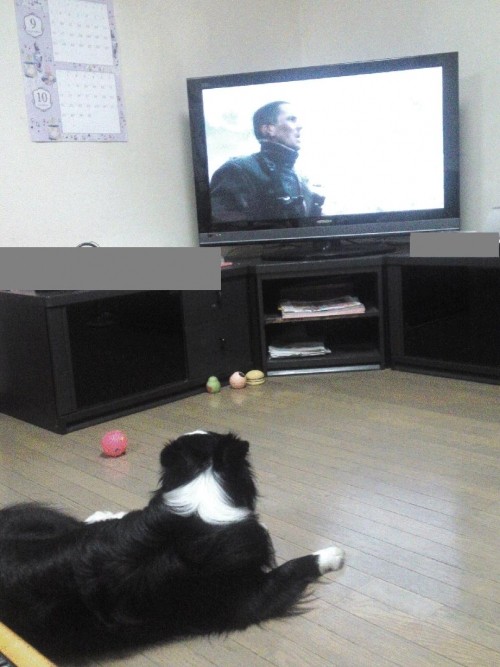 テレビを見る犬