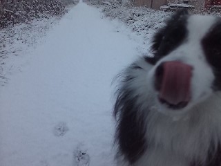 本日の