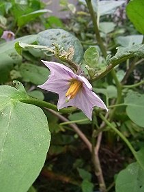 親の言葉とナスの花