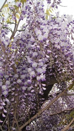 どちらも劣らぬ花の饗宴